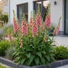 Fingerhut – Digitalis × mertonensis – Ansicht 6