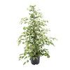 Birkenfeige ‚Twilight' – Ficus benjamina