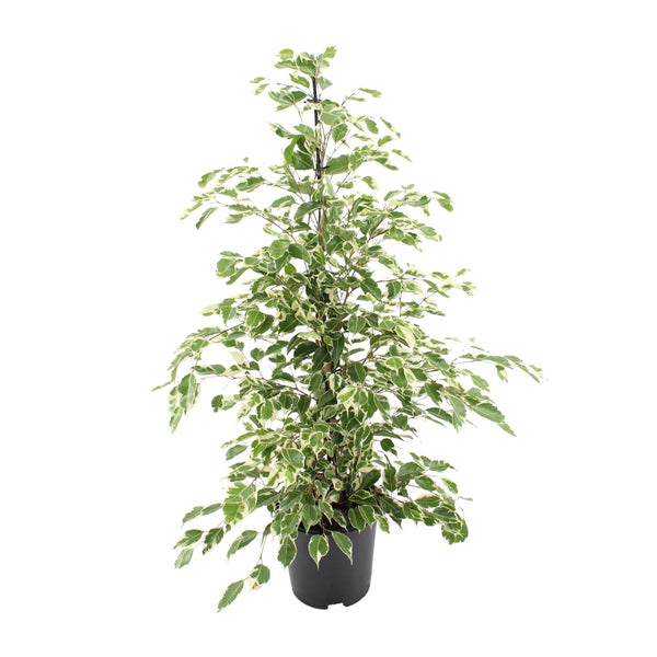 Birkenfeige ‚Twilight' – Ficus benjamina