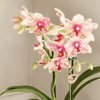 Schmetterlingsorchidee ‚Mineral Grosseto' – Phalaenopsis – Ansicht 7