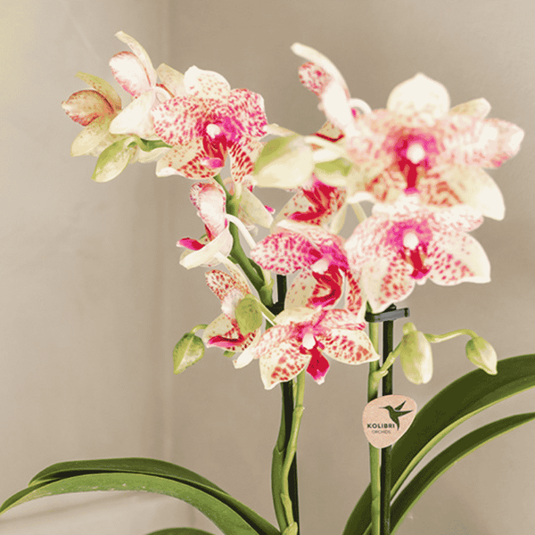 Schmetterlingsorchidee ‚Mineral Grosseto' – Phalaenopsis – Ansicht 7