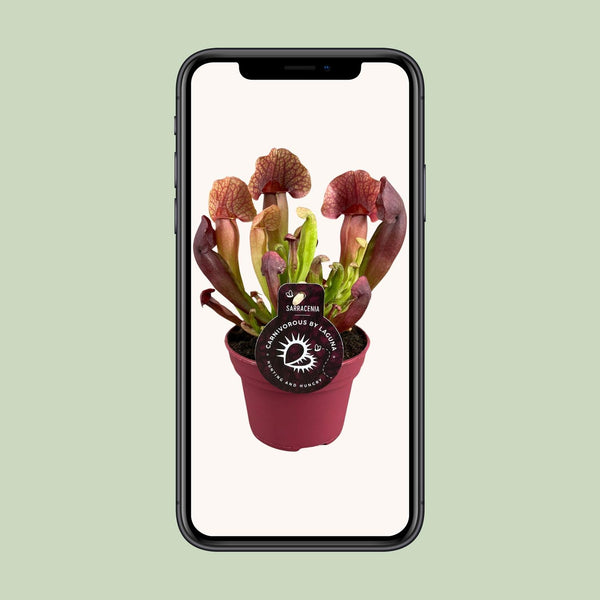 Schlauchpflanze – Sarracenia × catesbaei – Ansicht 4