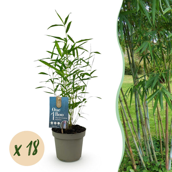 Schirmbambus ‚Blue Dragon' – Fargesia