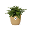 Nestfarn ‚Parvati' – Asplenium nidus
