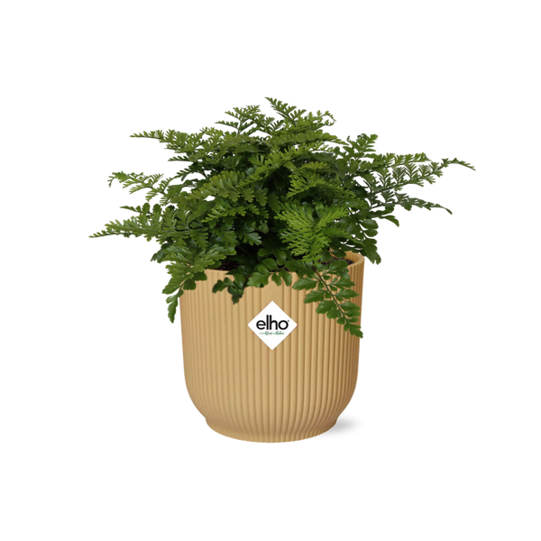 Nestfarn ‚Parvati' – Asplenium nidus