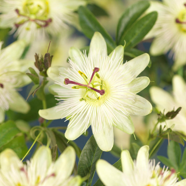 Passionsblume ‚Avalanche' – Passiflora – Ansicht 4