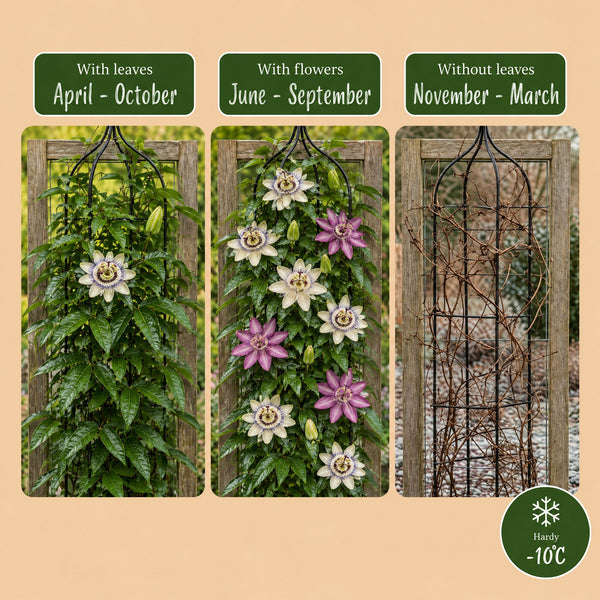 Passionsblume – Passiflora (dreifarbig) – Ansicht 6