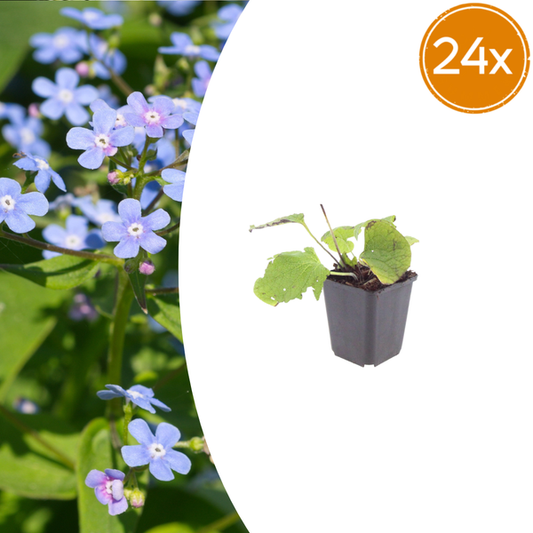 Kaukasus-Vergissmeinnicht – Brunnera macrophylla