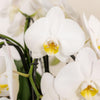 Orchideen-Set „Mono Bouquet“ – 3 weiße Phalaenopsis ‚Niagara Fall' – Ansicht 4