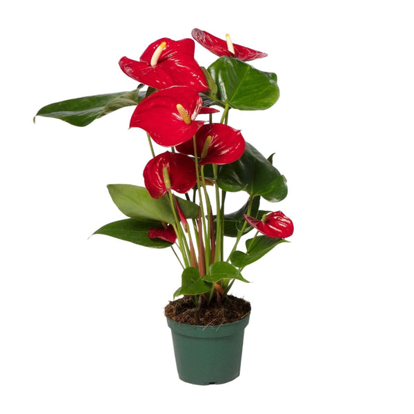 Flamingoblume – Anthurium andraeanum