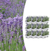 Lavendel – Lavandula angustifolia