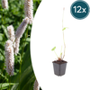 Wiesenknöterich ‚Superba' – Persicaria bistorta