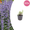 Katzenminze ‚Grol' – Nepeta