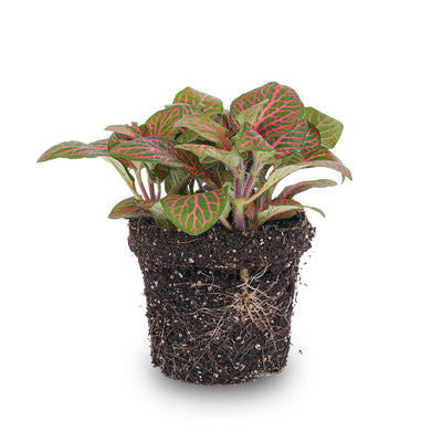 Mosaikpflanze – Fittonia albivenis