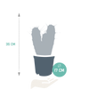Heidelbeerkaktus – Myrtillocactus geometrizans – Ansicht 2