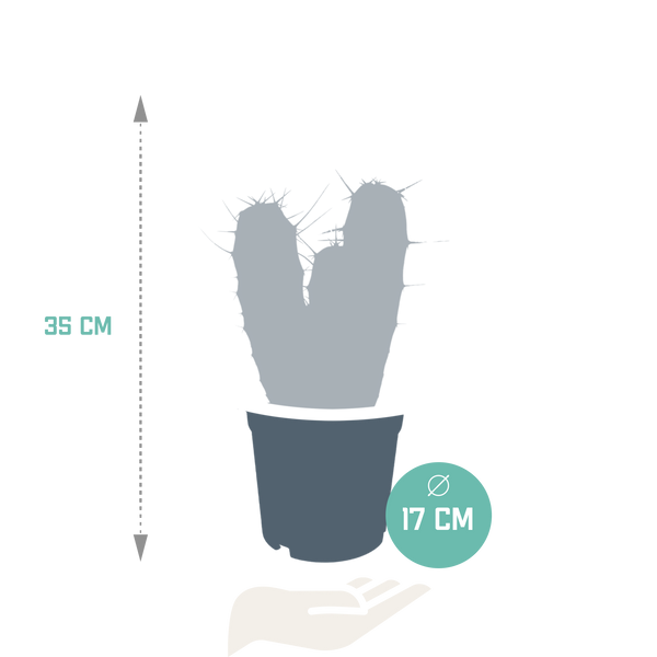 Heidelbeerkaktus – Myrtillocactus geometrizans – Ansicht 2