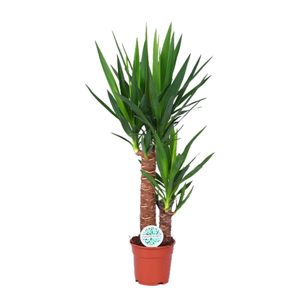 Palmlilie – Yucca