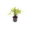 Hirschzungenfarn – Asplenium scolopendrium – Ansicht 2