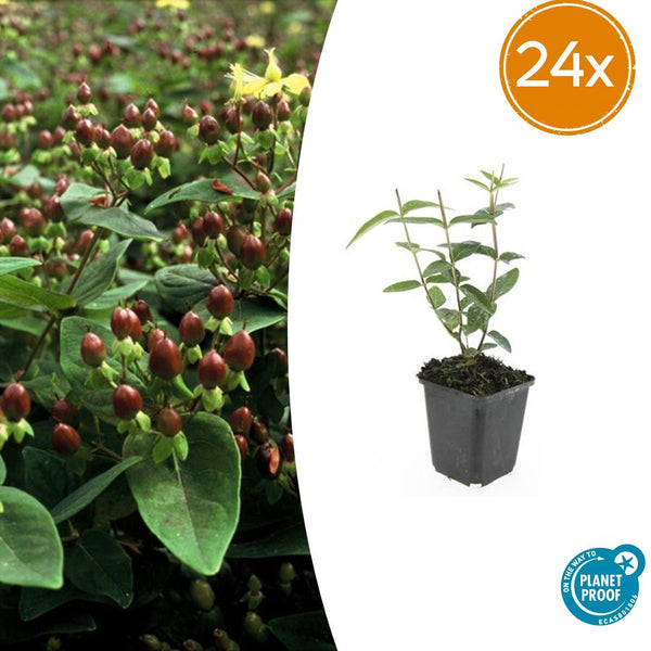 Johanniskraut – Hypericum inodorum