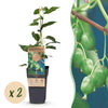 Kiwibeere ‚Issai' – Actinidia arguta