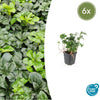 Dickmännchen ‚Green Sheen' – Pachysandra terminalis – 6 Stück