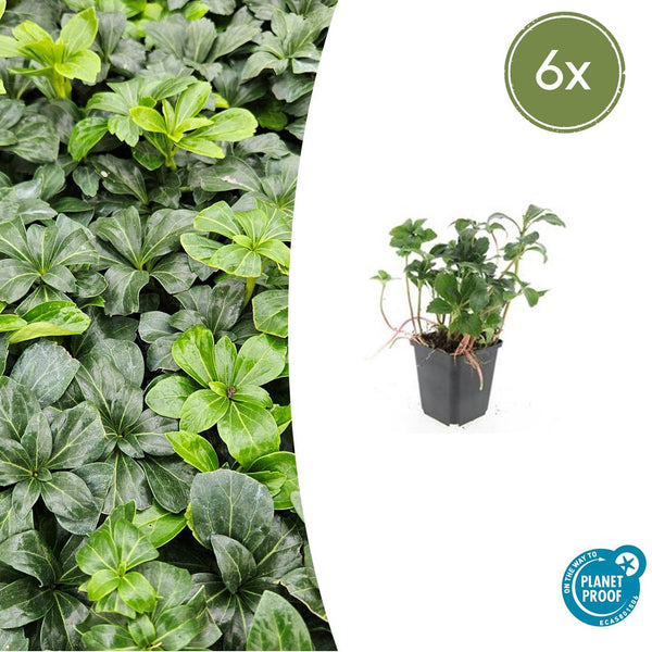 Dickmännchen ‚Green Sheen' – Pachysandra terminalis – 6 Stück