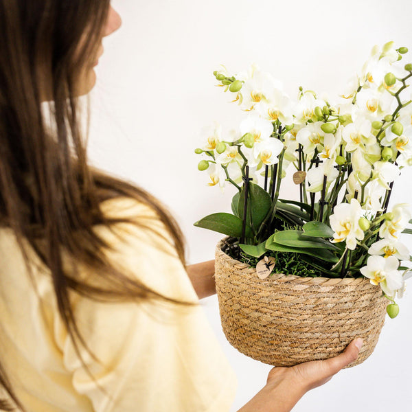 Pflanzen-Set „Jungle Bouquet“ – 3 weiße Orchideen ‚Lausanne' und 3 Grünpflanzen – Ansicht 3