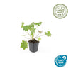 Balkan-Storchschnabel ‚Ingwersen's Variety' – Geranium macrorrhizum – Ansicht 2