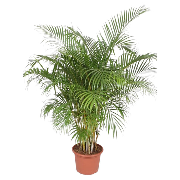 Goldfruchtpalme – Dypsis lutescens