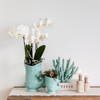 Schmetterlingsorchidee – Phalaenopsis amabilis – Ansicht 2