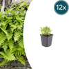 Gewöhnlicher Tüpfelfarn – Polypodium vulgare