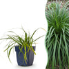 Ziergräser-Set – Rutenhirse, Japan-Segge & Zwerg-Pampasgras – im Set enthalten: Japan-Segge ‚Evergreen' – Carex oshimensis