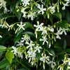 Sternjasmin ‚Star of Venice' – Trachelospermum jasminoides – Ansicht 2