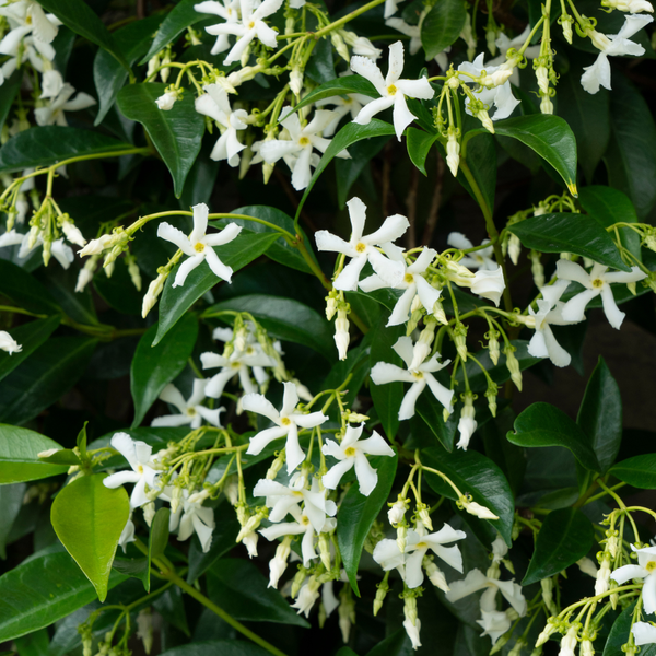 Sternjasmin ‚Star of Venice' – Trachelospermum jasminoides – Ansicht 2