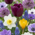 Blumenzwiebel-Set „Bulb Garden Mix" – bunte Sommerblüher-Mischung