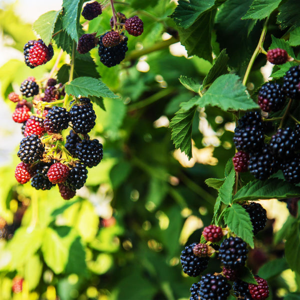 Brombeere ‚Triple Crown' – Rubus fruticosus – Ansicht 5