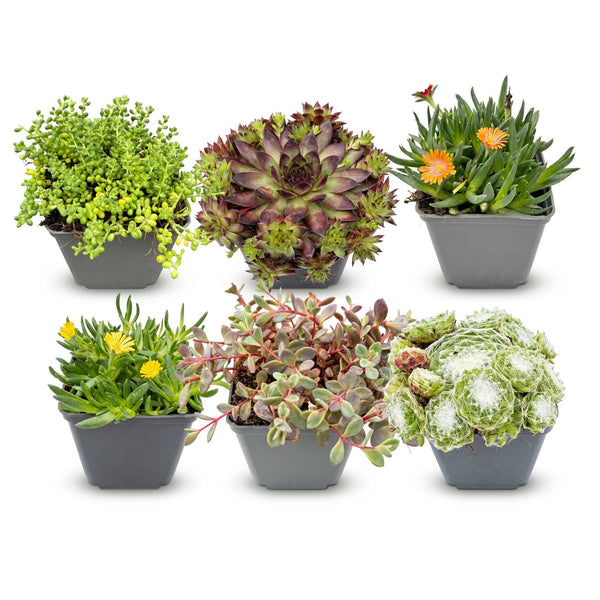 Alpenpflanzen-Set „Alpine Mix" – verschiedene Steingartenpflanzen