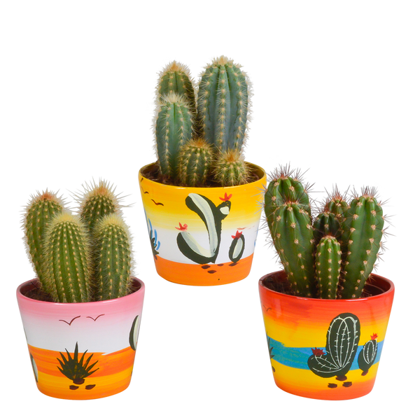 Kakteen-Set „Cereus-Mix“ – 3 Säulenkakteen – Ansicht 7