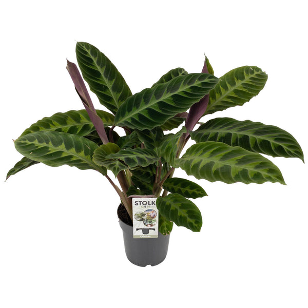 Calathea warscewiczii – Ø 14 cm · 50 cm