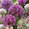 Blumenzwiebel-Set „Bulb Garden Allium" – Zierlauch-Mischung