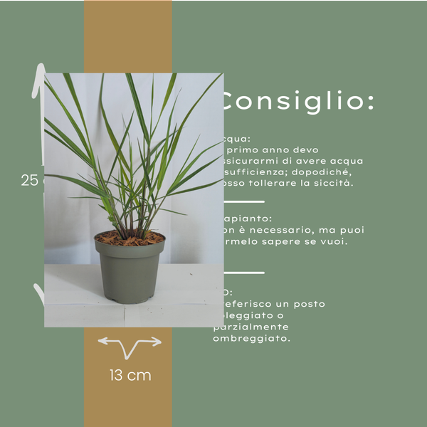 Rutenhirse ‚Rotstrahlbusch' – Panicum virgatum – Ansicht 10