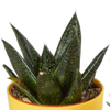 Sukkulenten-Set „Gasteria & Haworthia-Mix" – Gasterien und Haworthien – Ansicht 3