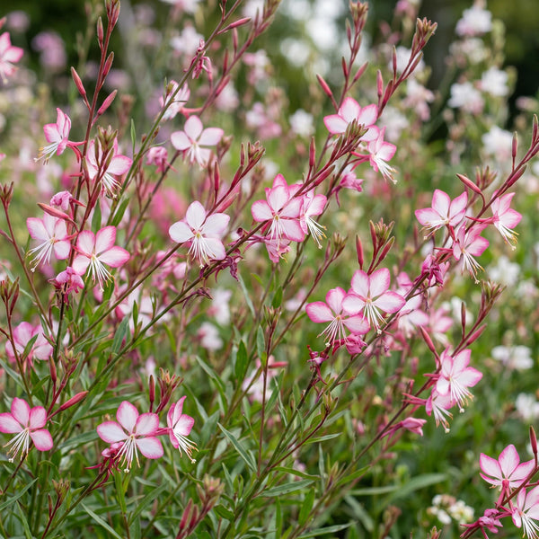 Prachtkerze ‚Rosyjane' – Gaura lindheimeri – Ansicht 5