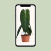 Philodendron melanochrysum – Ansicht 4