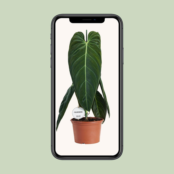 Philodendron melanochrysum – Ansicht 4