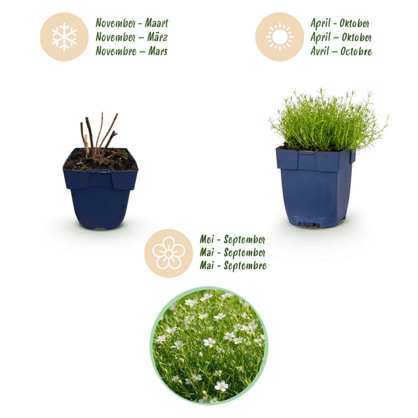 Sternmoos – Sagina subulata – Ansicht 4