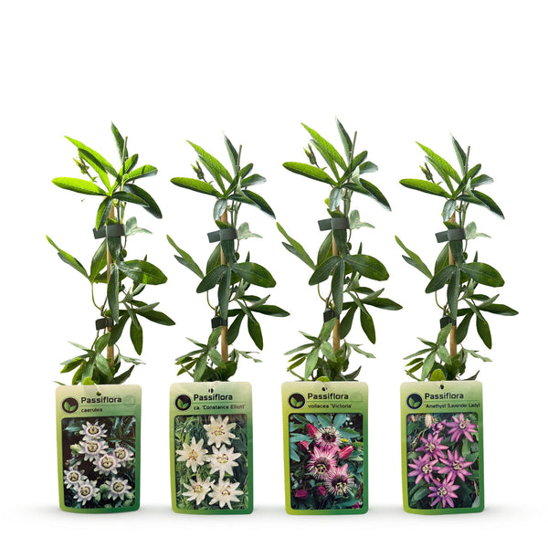 Kletterpflanzen-Set „Rainbow“ – Passionsblumen in Weiß, Lila und Rosa – Ansicht 3