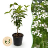 Chinesischer Blumenhartriegel – Cornus kousa var. chinensis