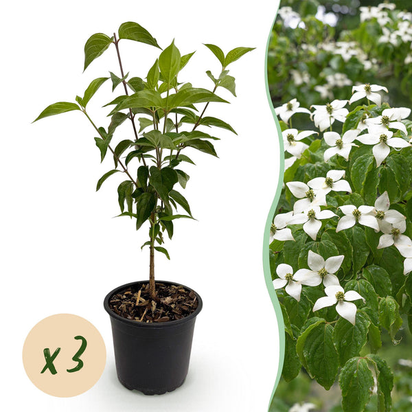 Chinesischer Blumenhartriegel – Cornus kousa var. chinensis