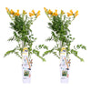 Trompetenblume ‚Summer Jazz Gold Trumpet' – Campsis